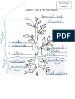 External Parts of A Leaf & Photosynthesis Recall:: Form 1 Science