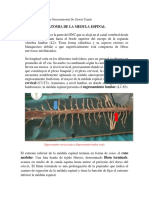 Catedra de Laboratorio de Neuroanatomía Anatomia de la medula espinal (1)