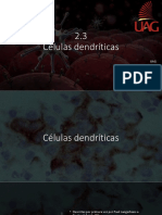 2.3 Células Dendríticas