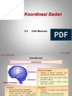 2.5 Otak Manusia