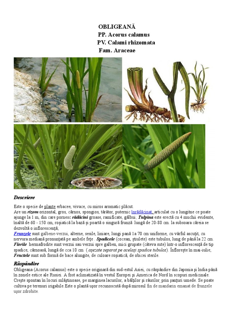Obligeana | PDF