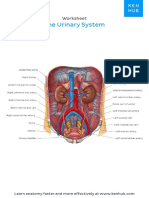 the urinary system (labeled)