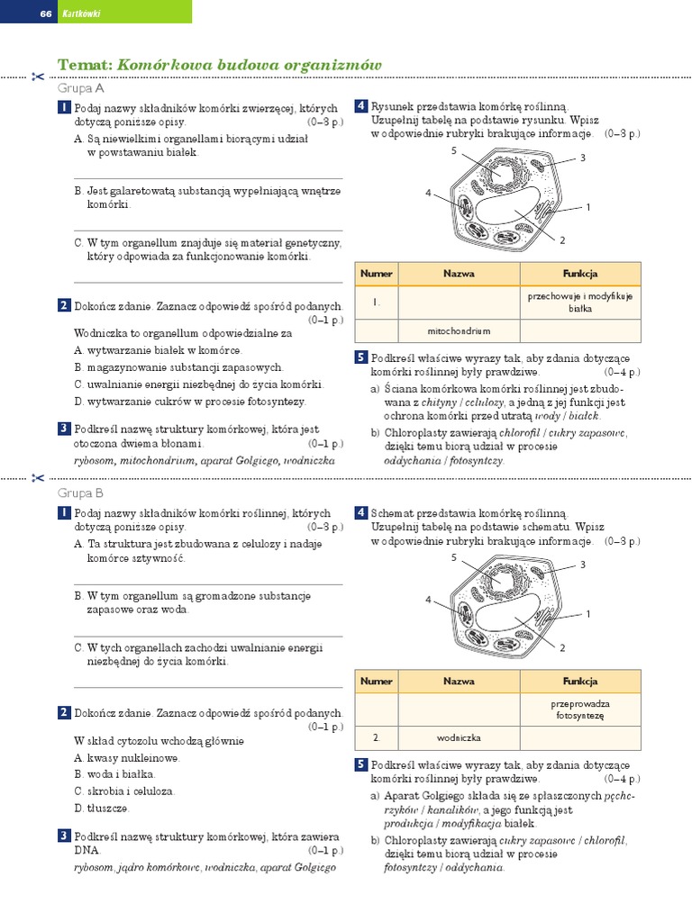 Budowa I Czynności życiowe Organizmów Sprawdzian Klasa 5 Pdf