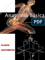 Anatomía Básica