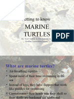 Getting To Know: Marine Turtles