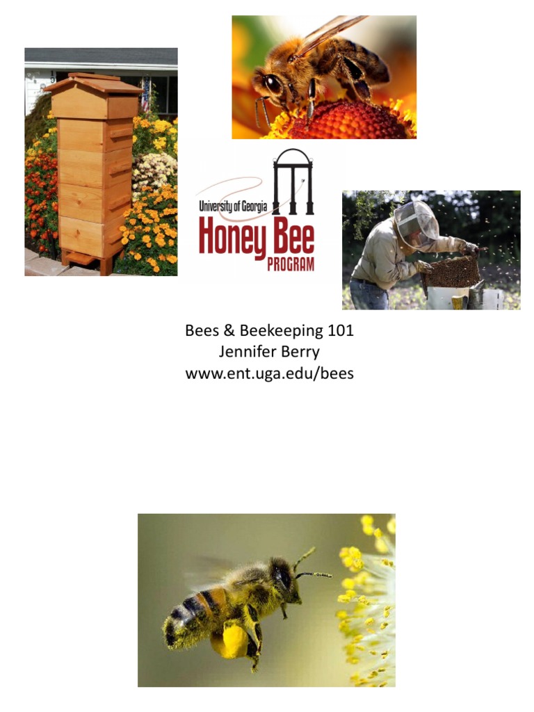 Beekeeping Basics and Bee Facts | PDF | Honey Bee | Beekeeping