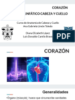 Corazón y Linfatico