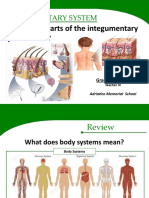 How Do The Parts of The Integumentary System Work?