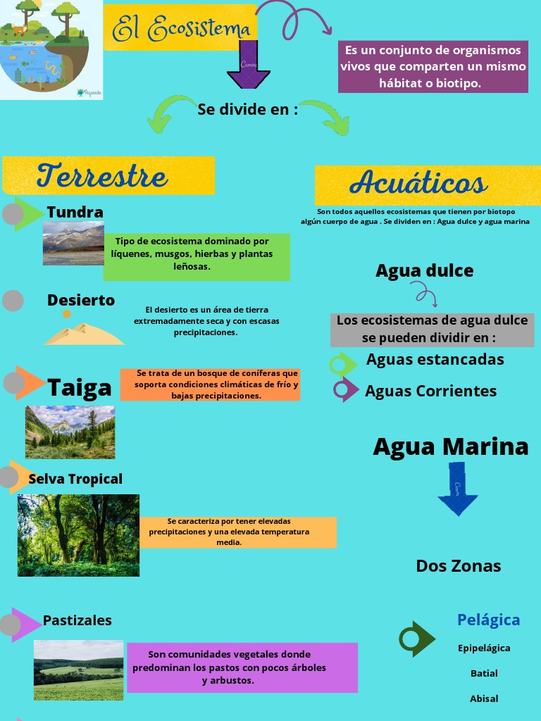Hoja De Trabajo Con Mapa Conceptual De Ecosistemas Los Ecosistemas