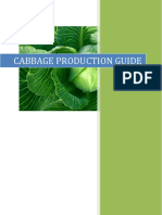 Cabbage Production Guide