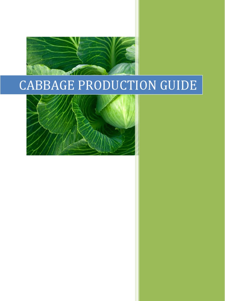 Cabbage Production Guide PDF Cabbage Soil