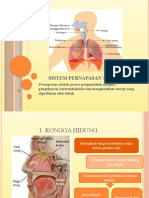 Anfismen Kelompok 5