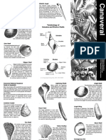 Terminology of Univalve and Bivalve Shells: Pearl Oyster Atlantic Auger