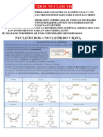 ADN y ARN, los ácidos nucleicos