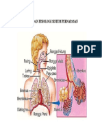 Anatomi DN Fisiologi