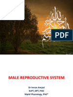 Understanding the Male Reproductive System