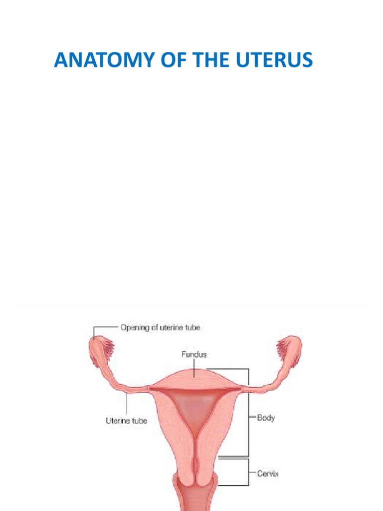 UTERUS ANATOMY FUNCTION AND CONDITIONS visual data 2
