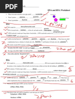 Comparing and Contrasting DNA and RNA: A Venn Diagram Analysis | PDF | Rna  | Nucleic Acids