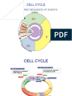 Cell Cycle: The Ordered Sequence of Events