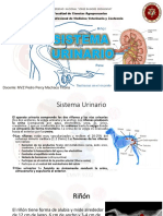 Sistema Urinario Histologia