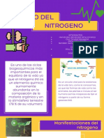 Ciclo Del Nitrogeno