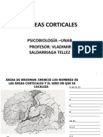 Areas_corticales-psicobiologia-VST