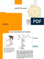 Tricarboxylic Acid (TCA) Cycle: Prof. Dr. Gerhard Grüber