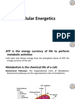 CH6 Cellular Energetics