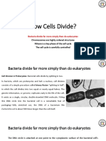 How Bacteria and Eukaryotes Divide Cells