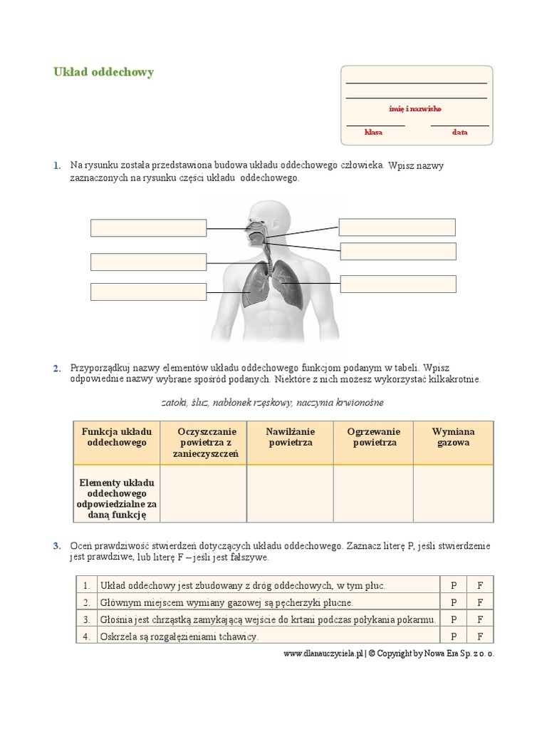 Sprawdzian Biologia Klasa 7 Układ Oddechowy I Wydalniczy Uklad Oddechowy Karta Pracy | PDF
