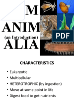 ANIMALIA Introduction