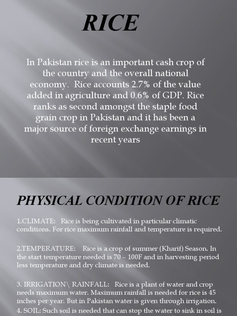 RICE | PDF | Rice | Pakistan
