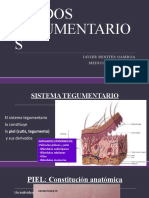 6° Teji Tegumen 19 Ii