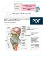 10) Estructura Deldiéncefalo