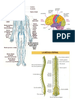 Tqarea Sistema Nervioso