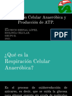Respiración celular anaeróbica y producción de ATP