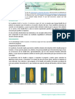 Guía de Trabajo. Estalló El Misterio Del Maíz