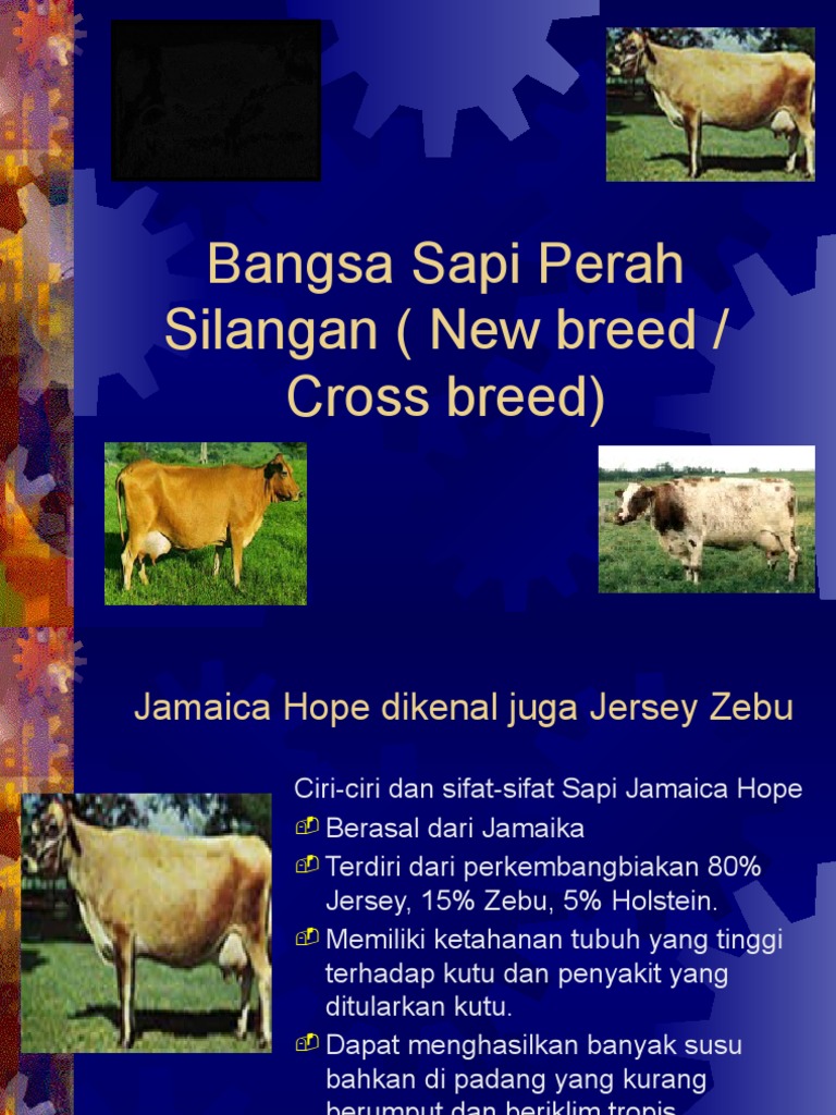 Bangsa Sapi Perah | PDF | Memasak, Makanan, & Anggur | Kesehatan Holistik