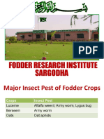 Fodder Research Institute Sargodha