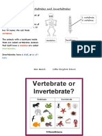 Vertebrates and Invertebrates: Skeleton