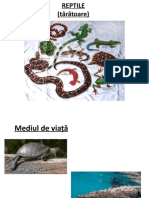 REPTILE-ppt