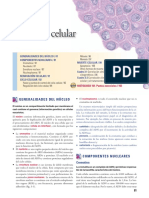 Estructura y componentes del núcleo celular