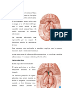 Estructuras subcorticales clave