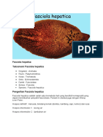 Fasciola hepatica: Taksonomi, Siklus Hidup, Morfologi dan Gejala Klinis Cacing Hati Ini