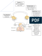 Ciclo Acanthamoeba SPP