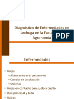 Enfermedades en Lechuga en La Facultad de Agronomía