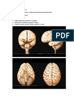 Neuroftalmologia Clase 1