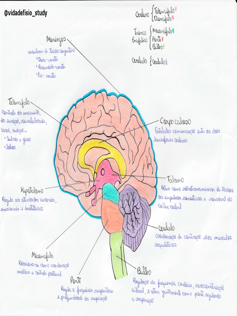 Encefalo Partes E Funções Pdf
