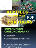 Reptiles clasificación tortugas órdenes subórdenes familias especies