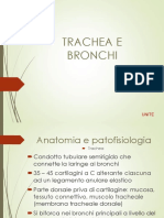 Trachea e Bronchi